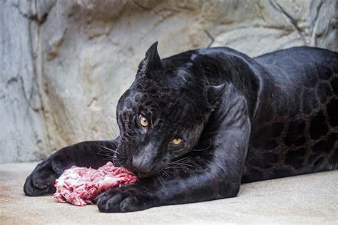 the animal black panther facts|black panther diet.